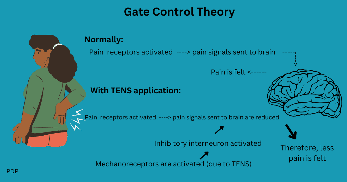 This diagram shows how a TENS unit works for lower back pain